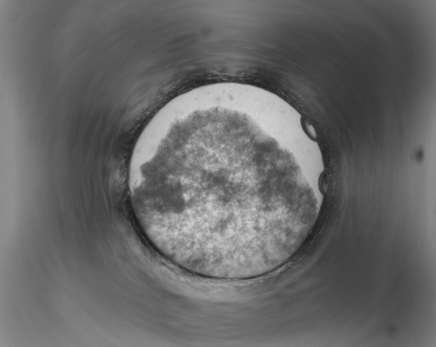 X0000115590040200912011513