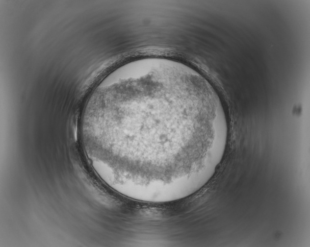X0000115590062200912011513