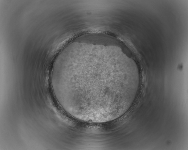 X0000115590066200912011513