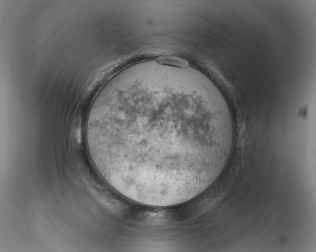 X0000115590068200912011513