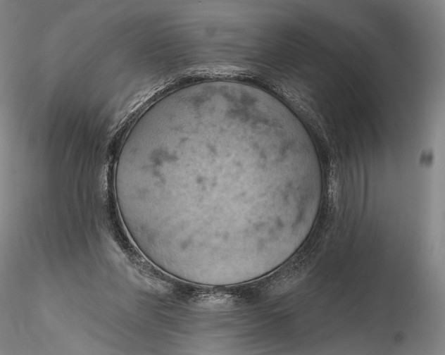 X0000115590206200912011511