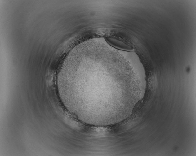 X0000115590233200912011510