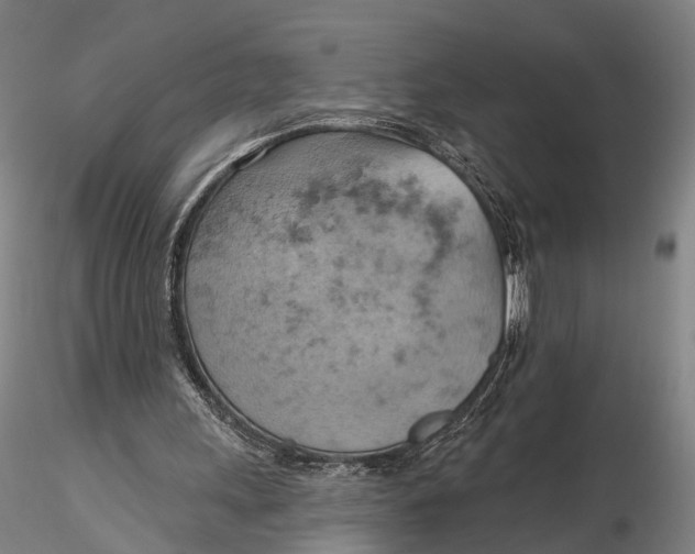 X0000115590243200912011510