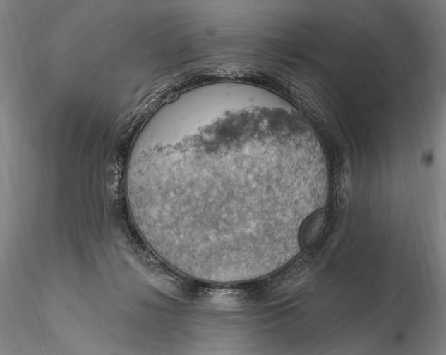 X0000115590268200912011510