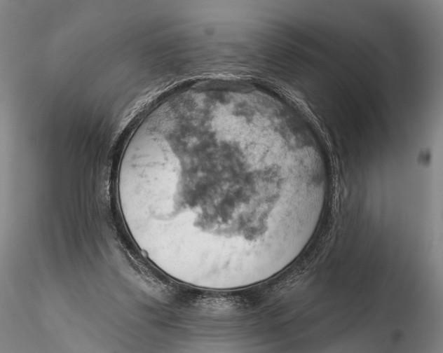 X0000115590299200912011509