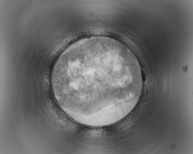 X0000115590306200912011509