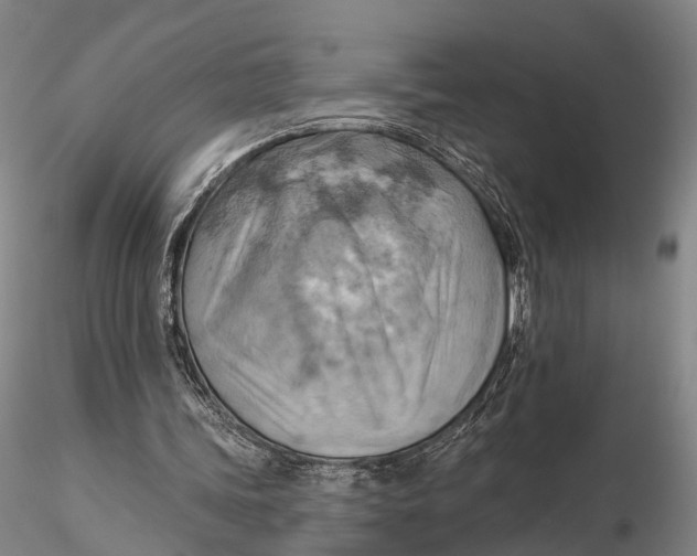 X0000115590339200912011508