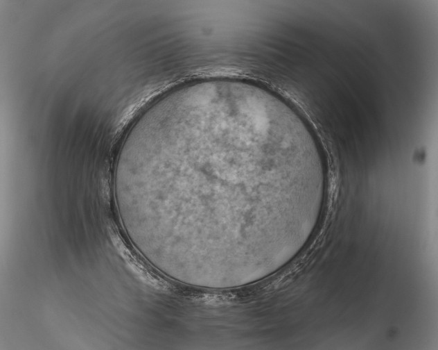 X0000115590345200912011508