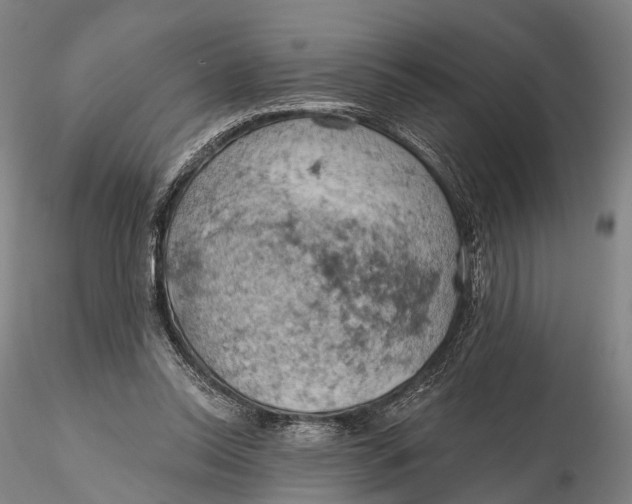 X0000115590350200912011508