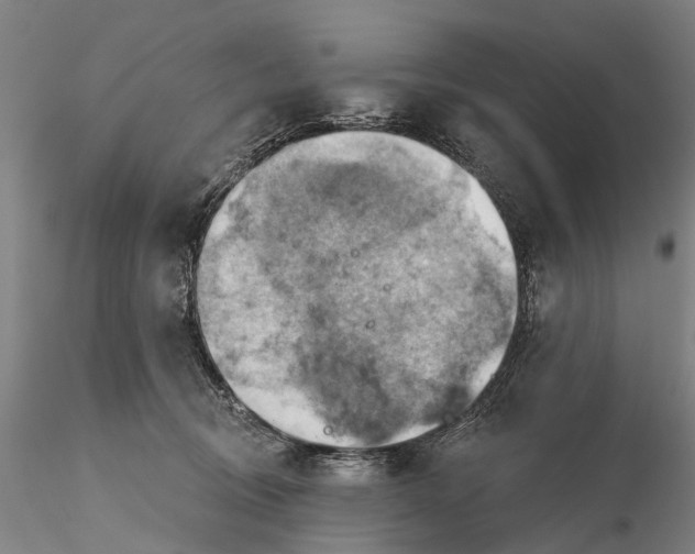 X0000115590370200912011509