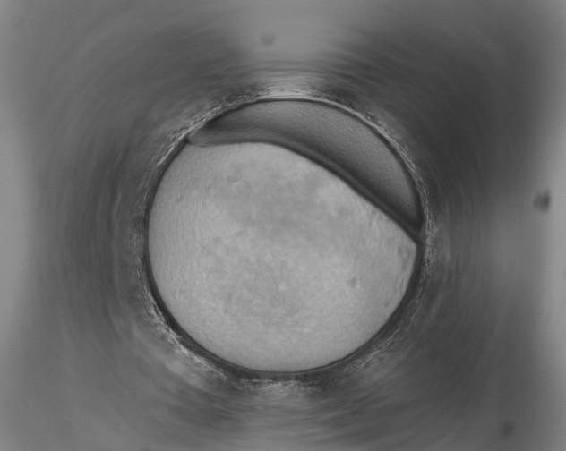 X0000115590385200912011508