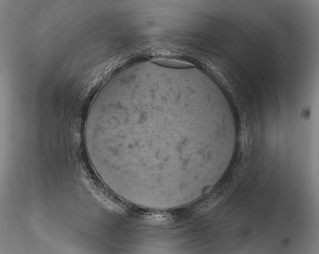 X0000115590402200912011508