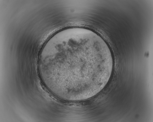 X0000115590434200912011507