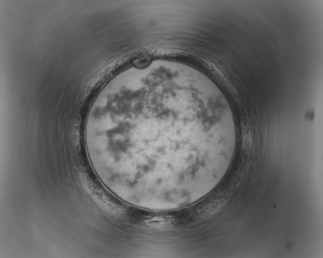 X0000115590447200912011507