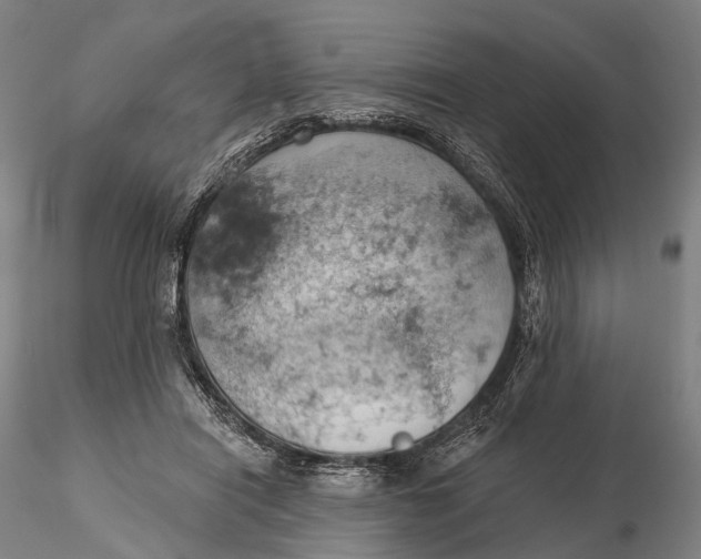 X0000115590454200912011507