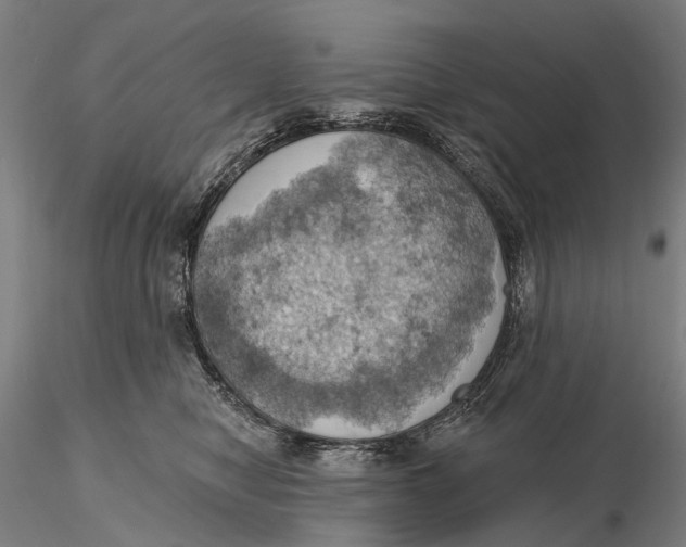 X0000115590470200912011507
