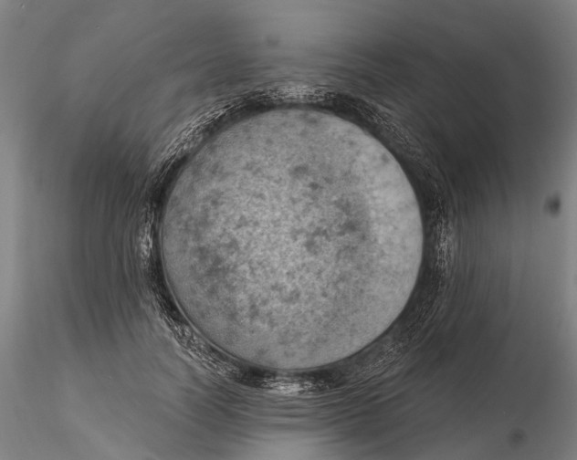 X0000115590746200912011503