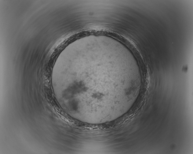 X0000115590823200912011501