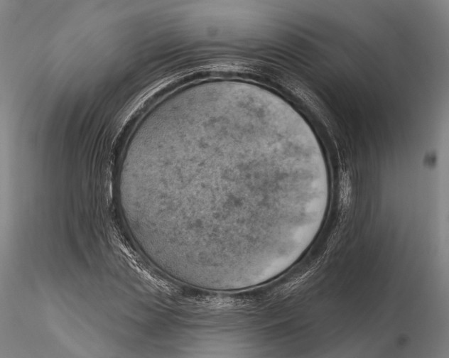 X0000115590829200912011501
