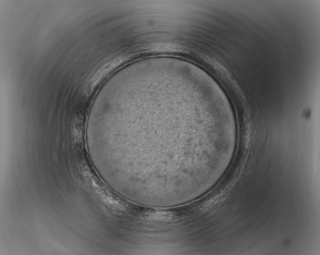 X0000115590833200912011501