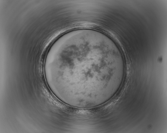 X0000115590835200912011501