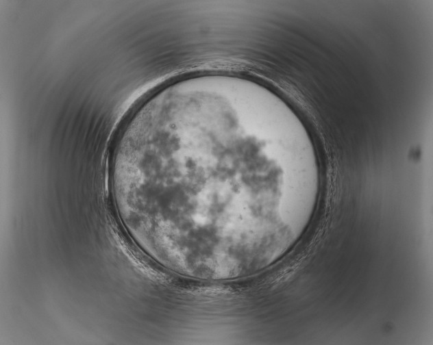 X0000115590838200912011501