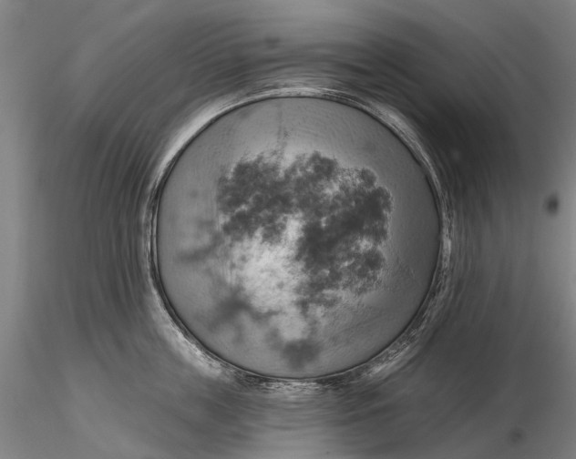 X0000115590859200912011501