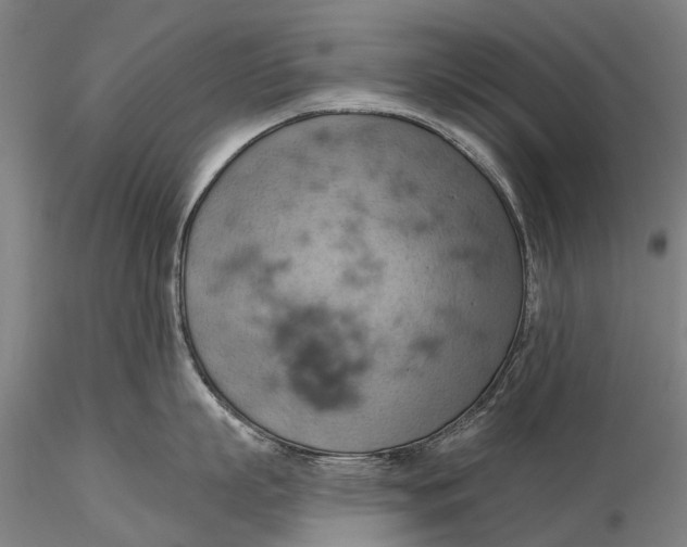 X0000115590863200912011501