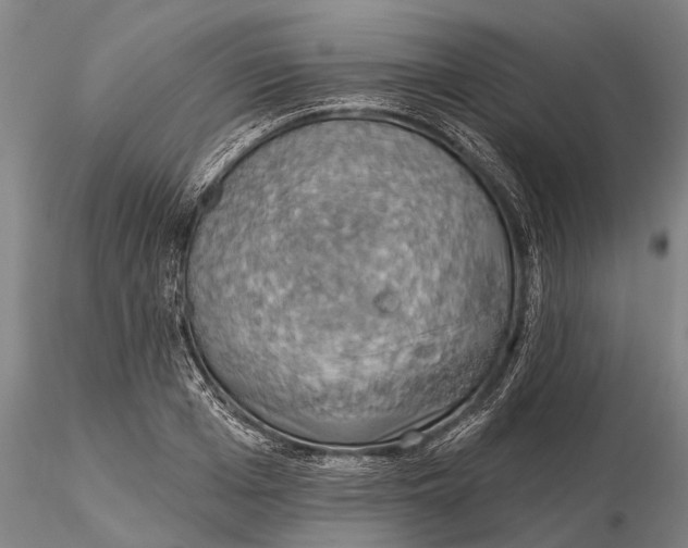 X0000115590985200912011459