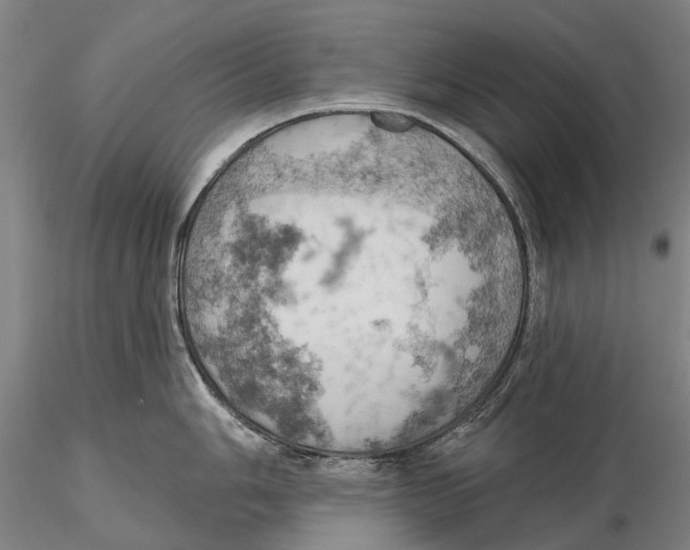 X0000115591006200912011459