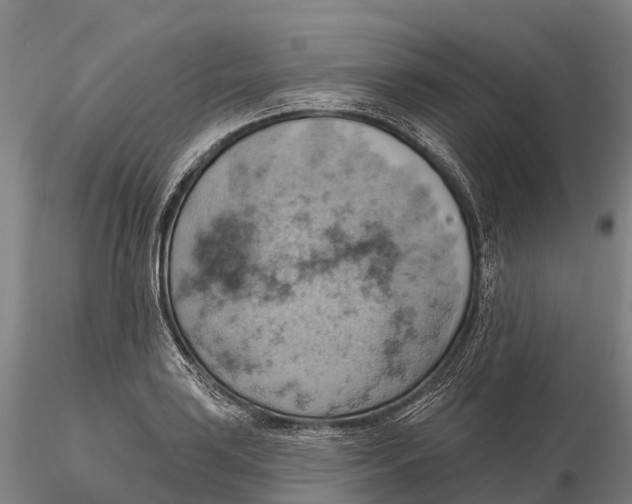 X0000115591035200912011458