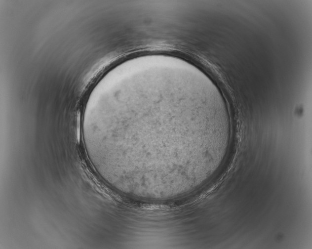 X0000115591171200912011456