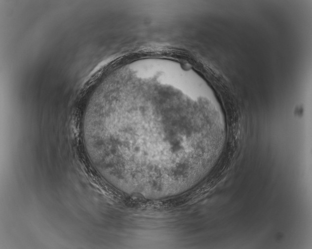 X0000115591206200912011455