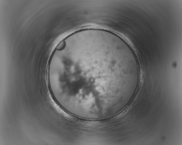X0000115591247200912011455