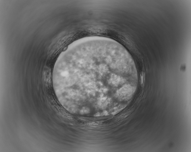 X0000115591251200912011455