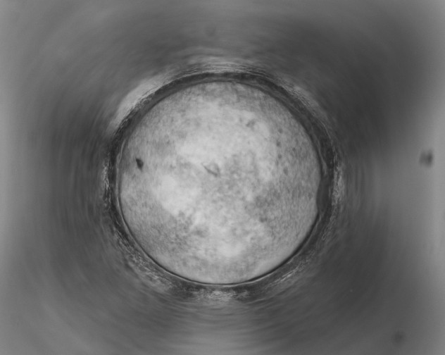 X0000115591261200912011454