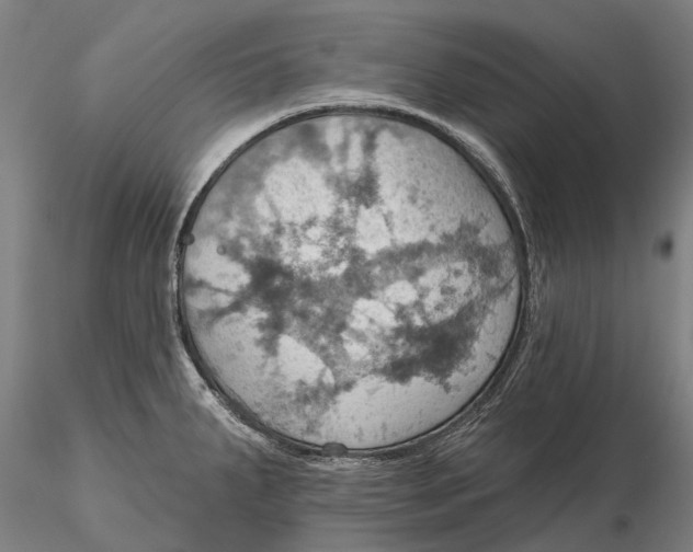 X0000115591287200912011454