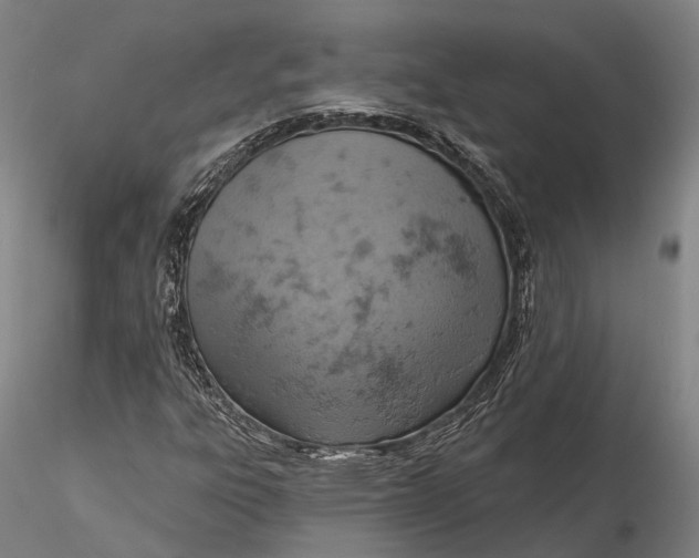 X0000115591303200912011453
