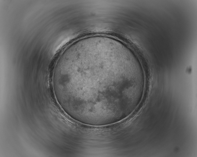 X0000115591306200912011453