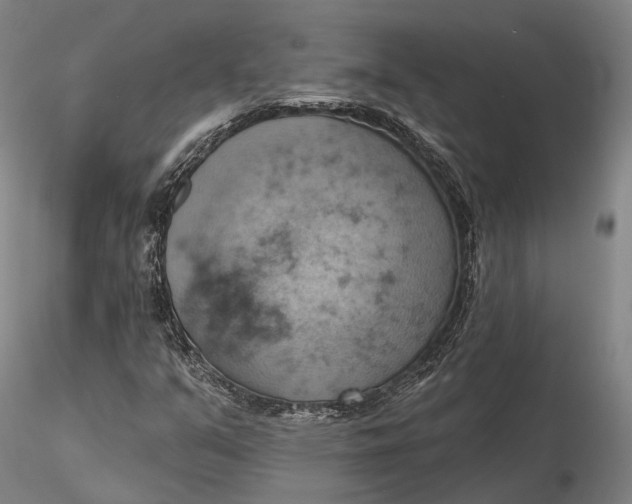 X0000115591351200912011453