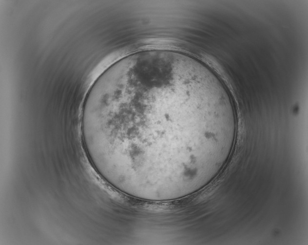 X0000115591386200912011452