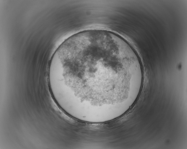 X0000115591390200912011452
