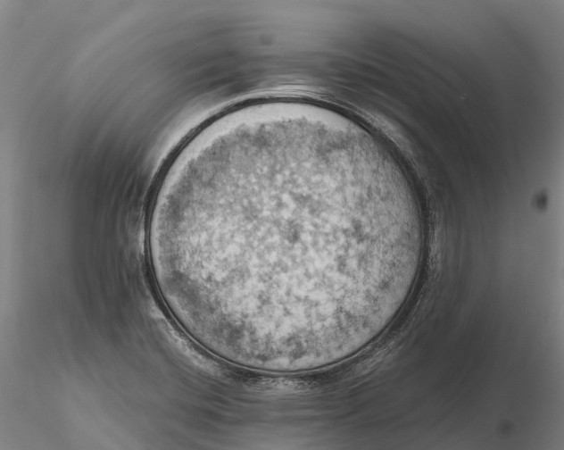 X0000115591420200912011452