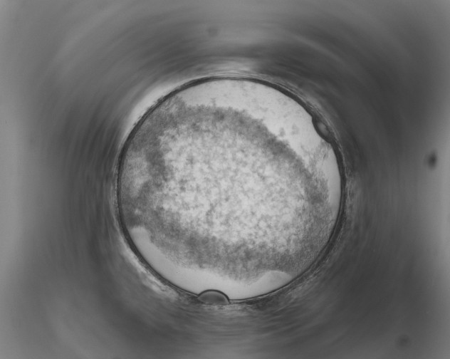 X0000115591432200912011452