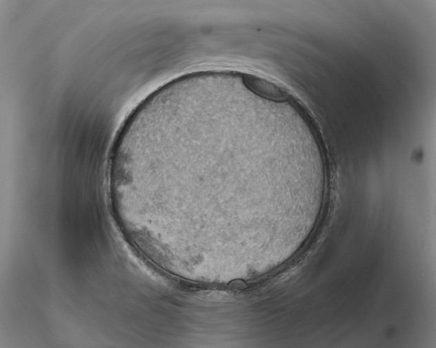 X0000115591517200912011450