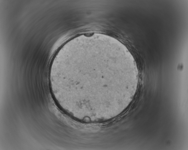 X0000115590004200912081101