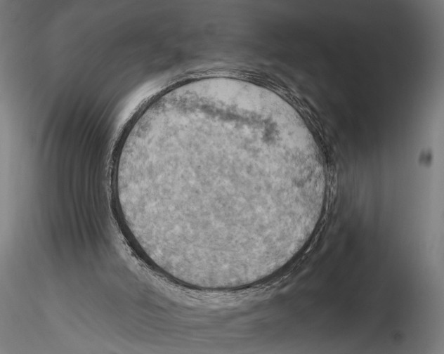 X0000115590006200912081101