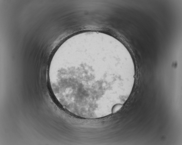 X0000115590011200912081101