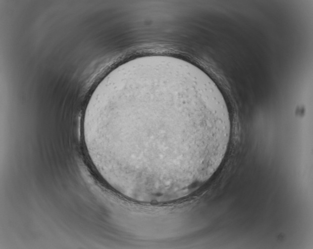 X0000115590014200912081100