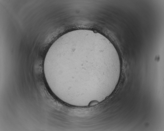 X0000115590017200912081100